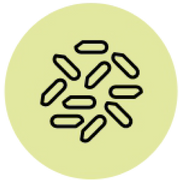 Organic Basmati Rice