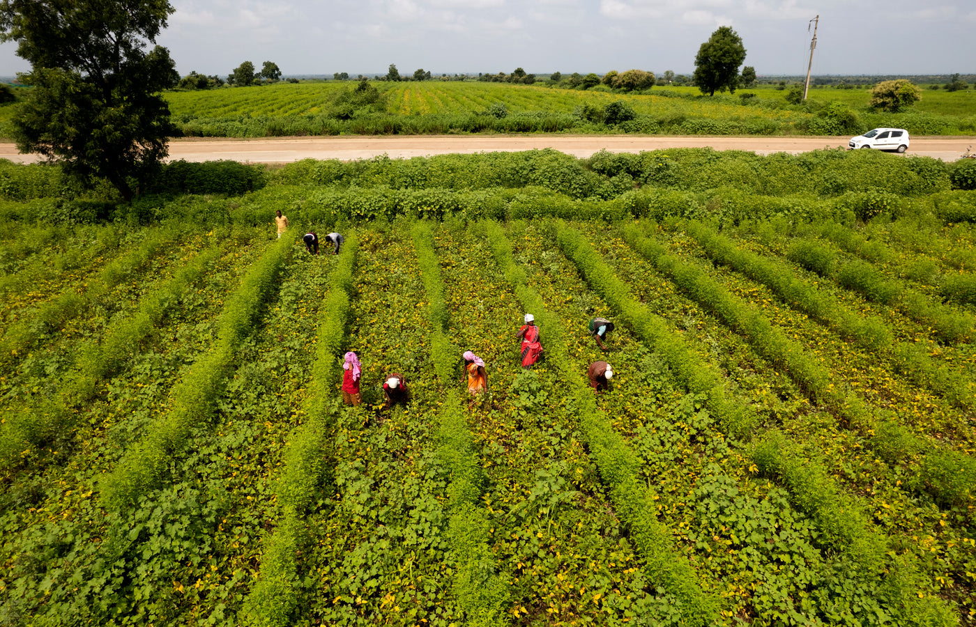 Harvesting Goodness: Natureland Organics Unveils the World of Organic Millets