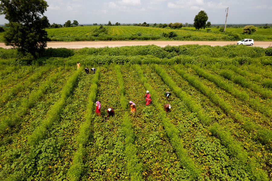 Harvesting Goodness: Natureland Organics Unveils the World of Organic Millets