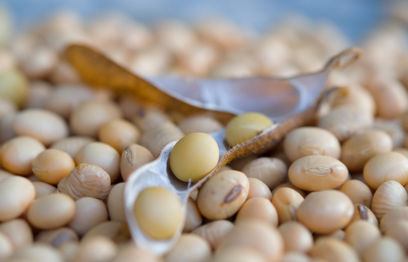 Health Benefits of Including Whole Soybeans in Your Diet