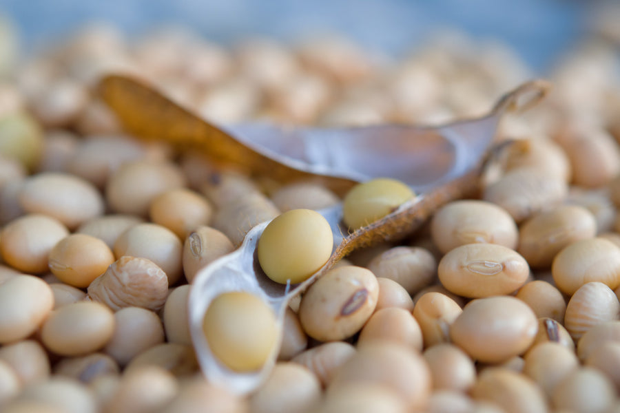 Health Benefits of Including Whole Soybeans in Your Diet