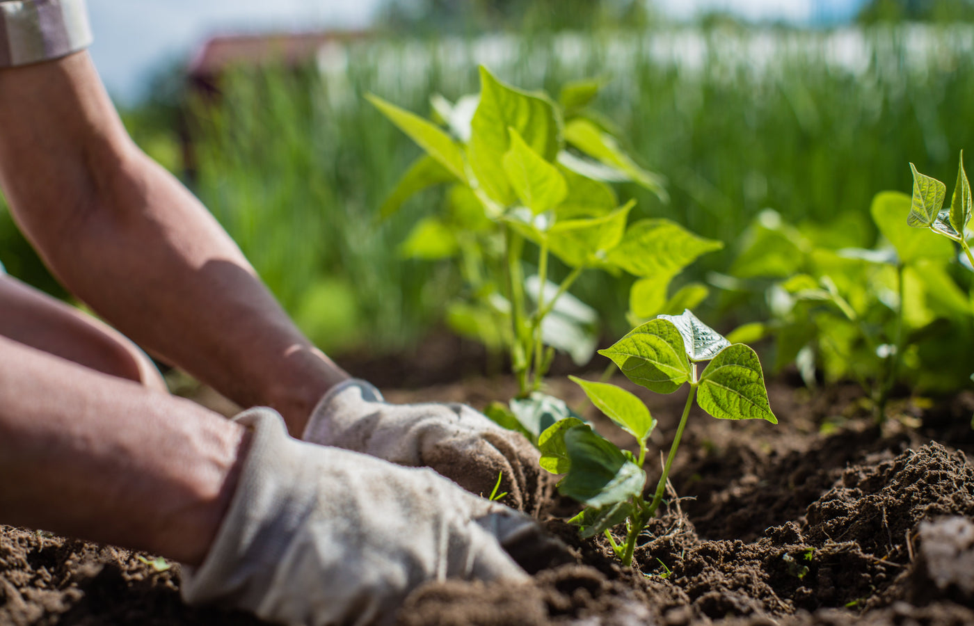 How to Choose the Best Organic Seeds for Your Garden