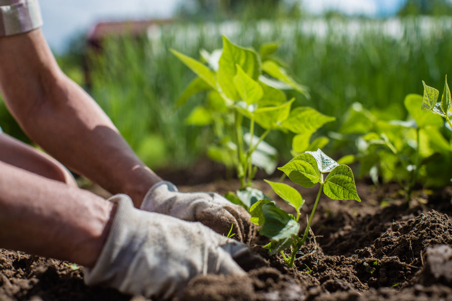 How to Choose the Best Organic Seeds for Your Garden