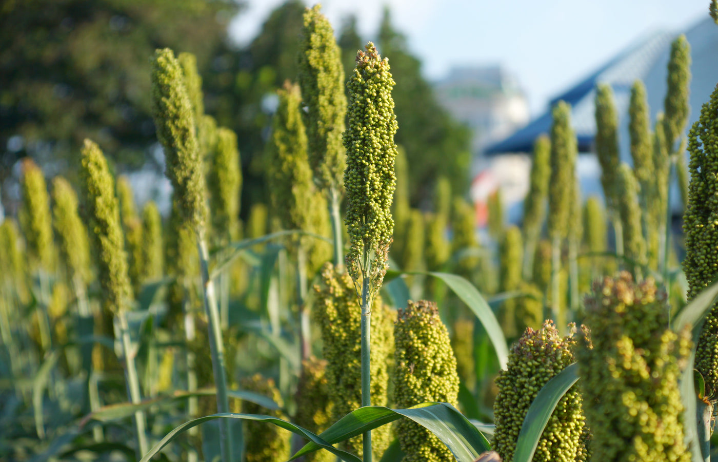 Organic Millets in diet: A Natural Way to Combat PCOS