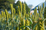 Organic Millets in diet: A Natural Way to Combat PCOS