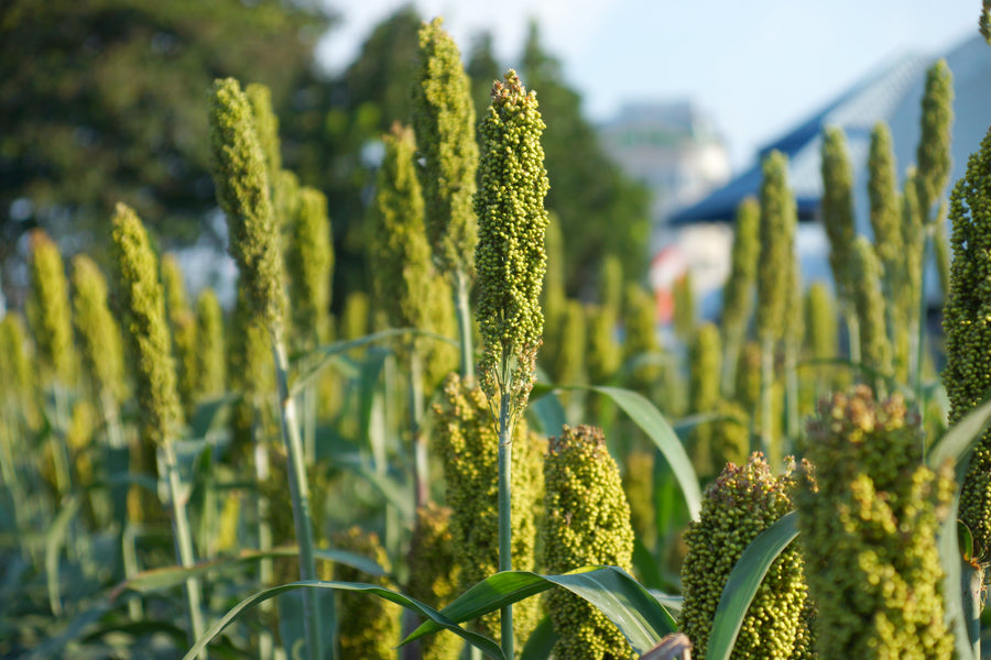 Organic Millets in diet: A Natural Way to Combat PCOS