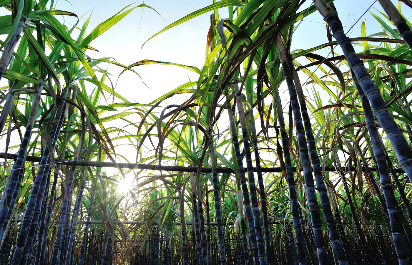 Organic Sugarcane Vinegar: A Versatile and Healthful Condiment