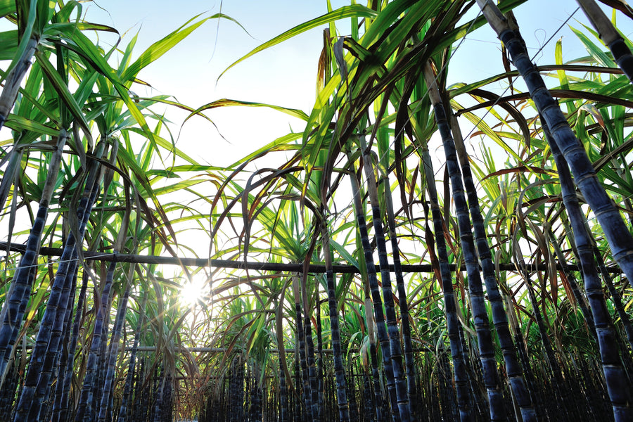 Organic Sugarcane Vinegar: A Versatile and Healthful Condiment