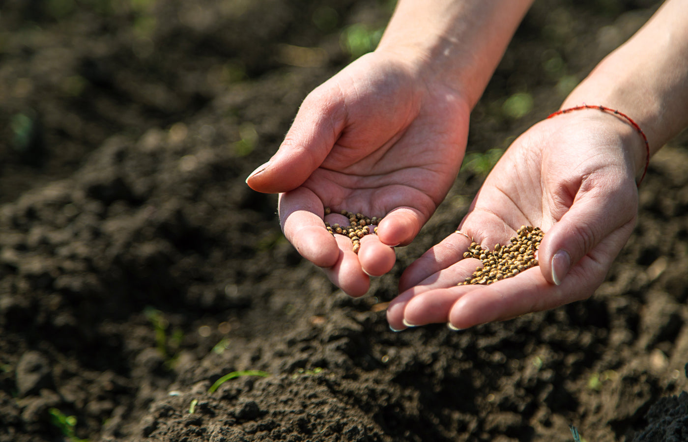 Uses of Organic Seeds: A Natural Boost for Health, Beauty, and Sustainability