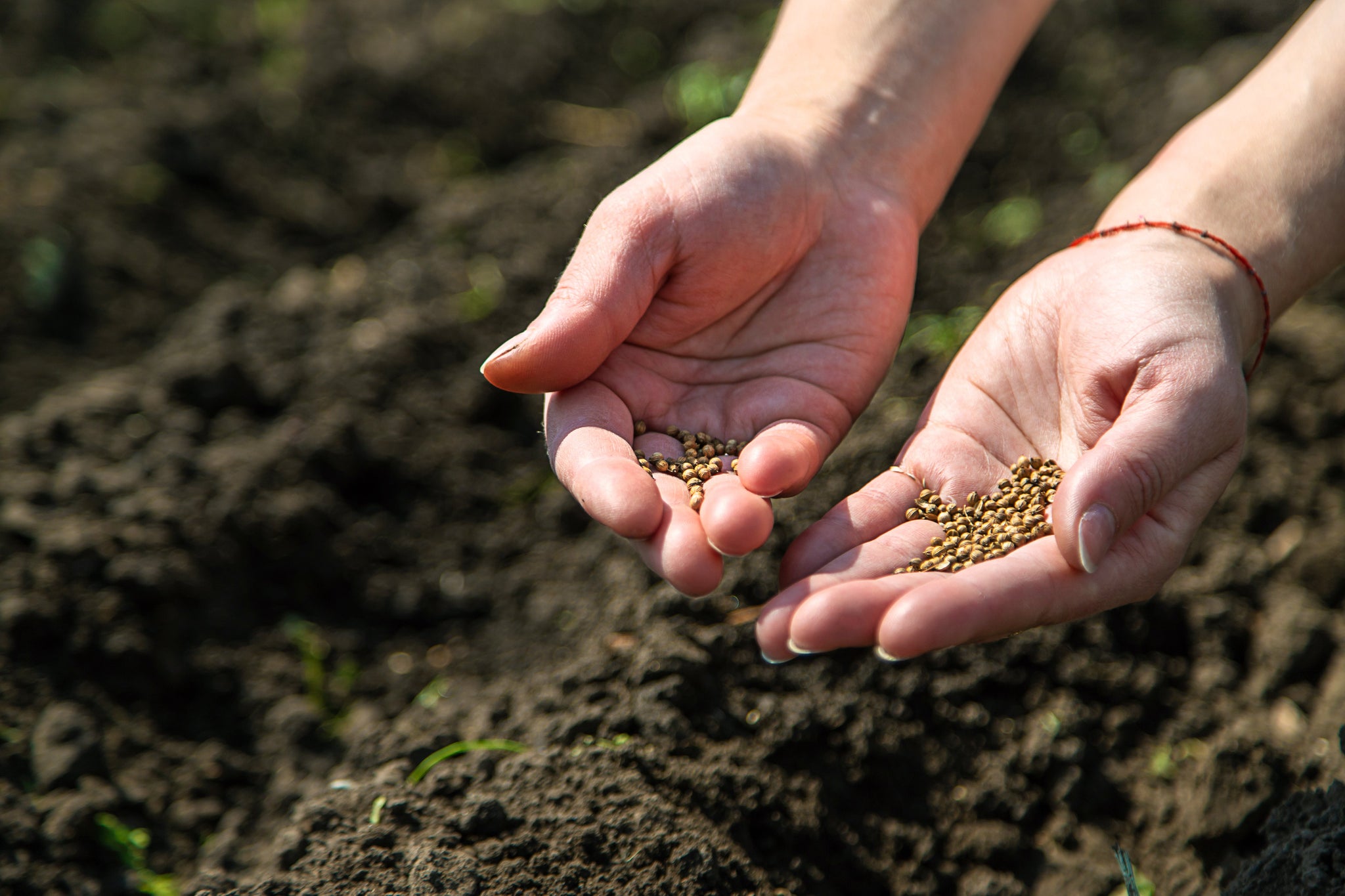 Uses of Organic Seeds: A Natural Boost for Health, Beauty, and Sustain ...